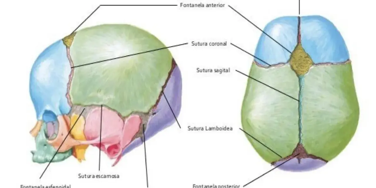 Diagrama de un cráneo infantil mostrando las suturas y fontanelas, como la fontanela anterior, que se cierra con el tiempo.