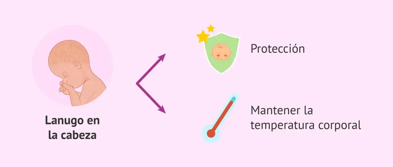 El lanugo del bebé en la cabeza ofrece protección y ayuda a mantener la temperatura corporal.