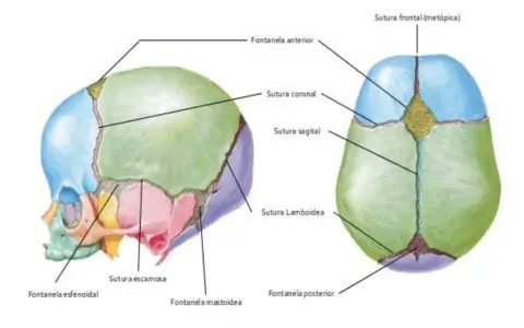 Diagrama de un cráneo infantil mostrando las suturas y fontanelas, como la fontanela anterior, que se cierra con el tiempo.