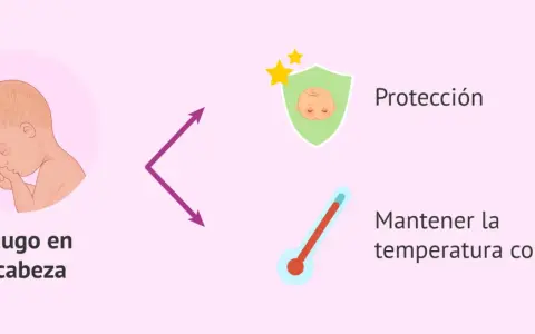 El lanugo del bebé en la cabeza ofrece protección y ayuda a mantener la temperatura corporal.