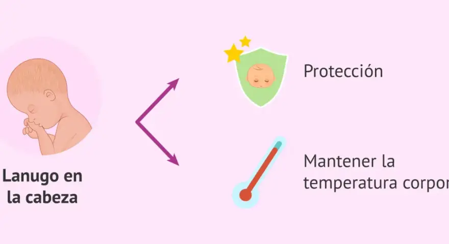 El lanugo del bebé en la cabeza ofrece protección y ayuda a mantener la temperatura corporal.