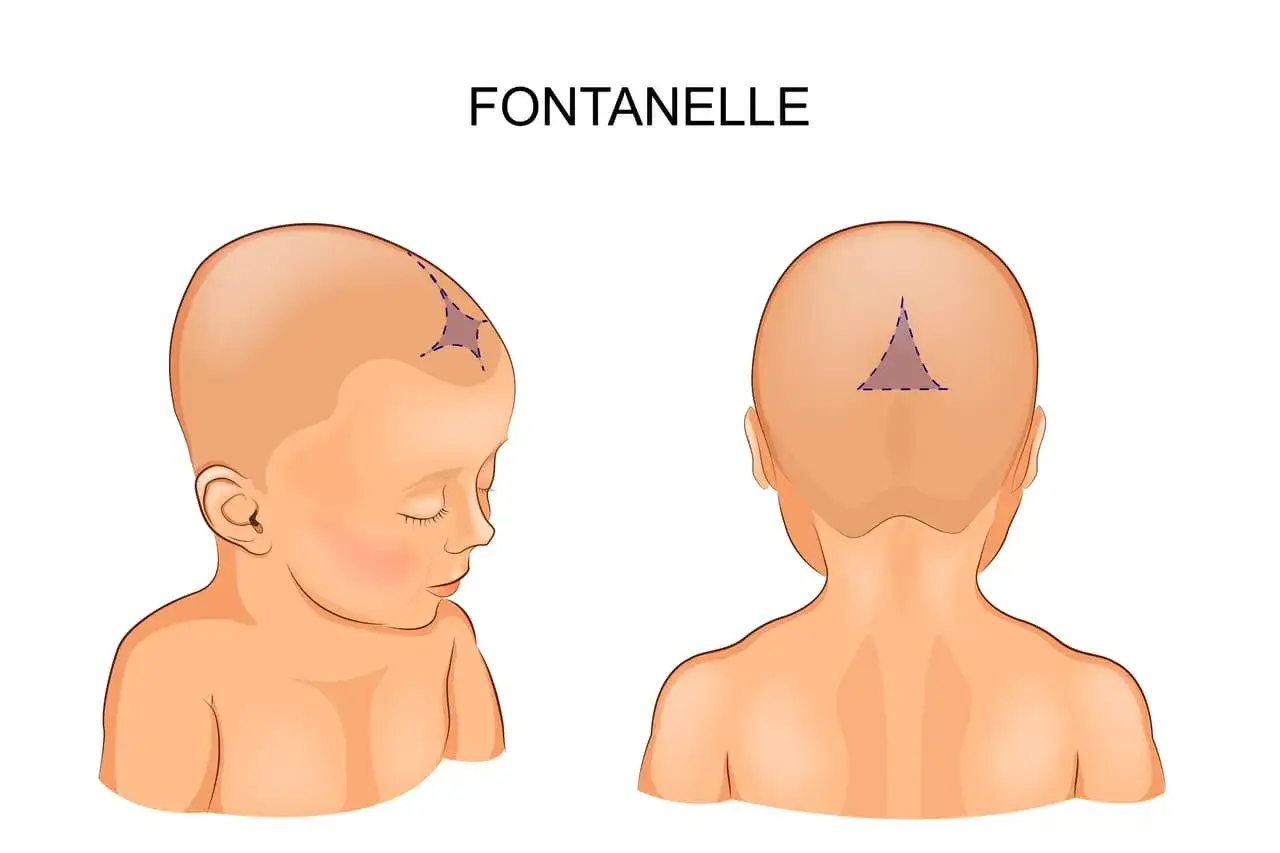 Ilustraci&oacute;n de un beb&eacute; mostrando la fontanela anterior y posterior, &aacute;reas donde el cr&aacute;neo a&uacute;n no se ha cerrado.